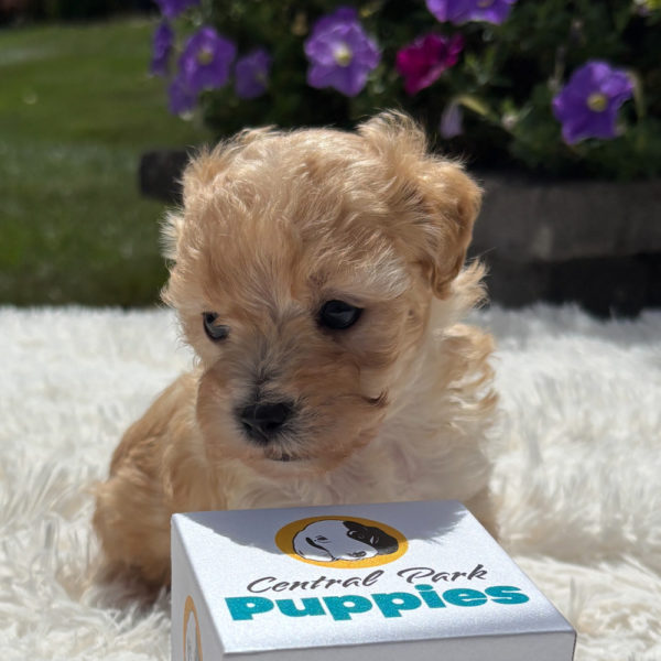 F1 Maltipoo Puppy for Sale