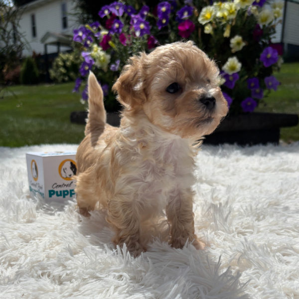 F1 Maltipoo Puppy for Sale