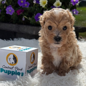 F1 Maltipoo Puppy for Sale