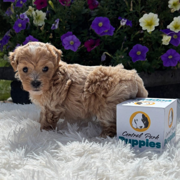 F1 Maltipoo Puppy for Sale