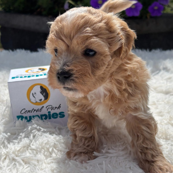 F1 Maltipoo Puppy for Sale