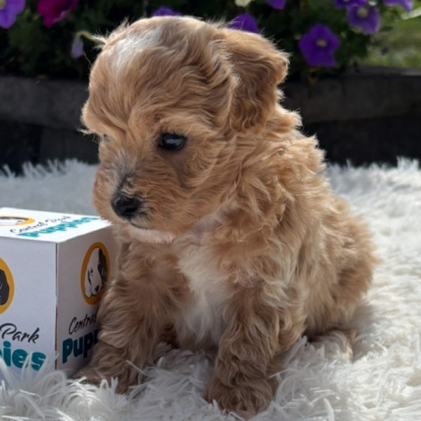 F1 Maltipoo Puppy for Sale