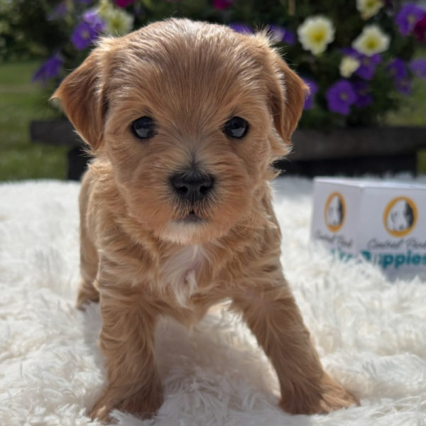 F1 Maltipoo Puppy for Sale