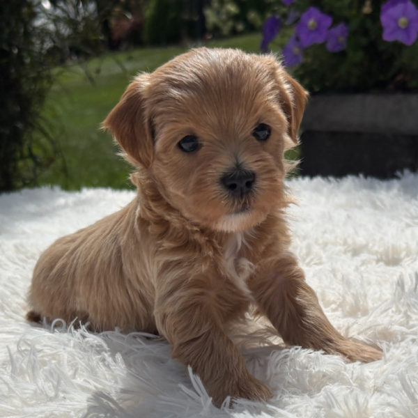 F1 Maltipoo Puppy for Sale
