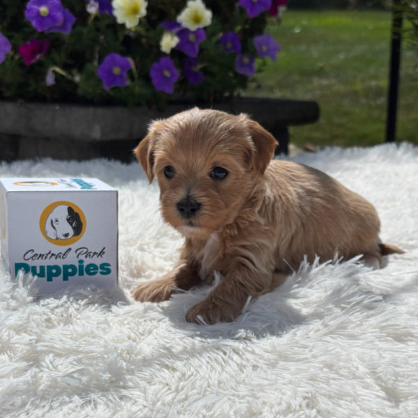 F1 Maltipoo Puppy for Sale