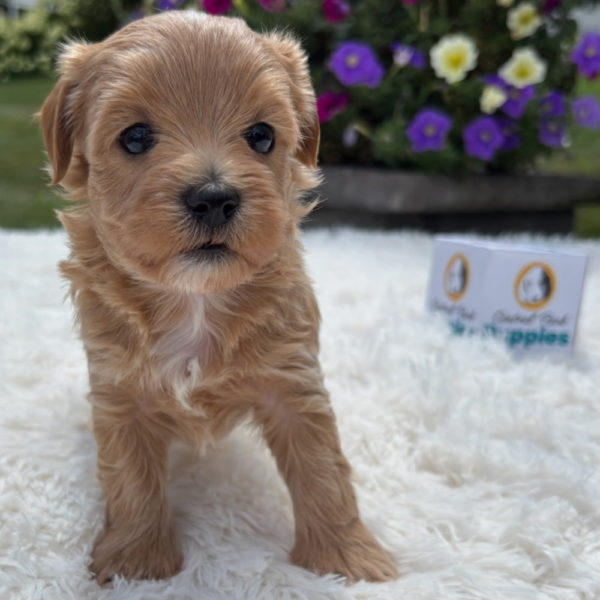 F1 Maltipoo Puppy for Sale