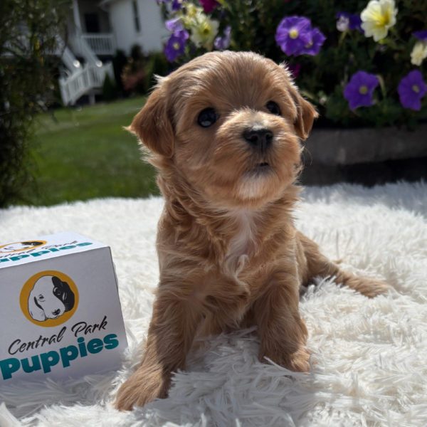 F1 Maltipoo Puppy for Sale