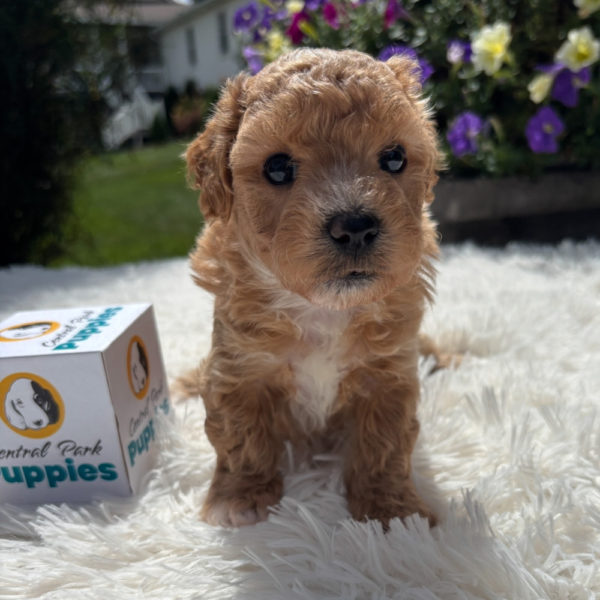 F1 Maltipoo Puppy for Sale