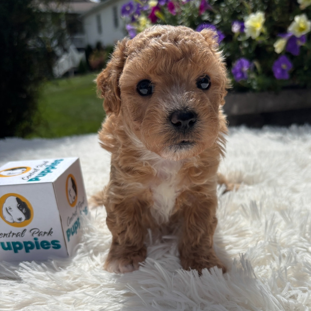 F1 Maltipoo Puppy for Sale in NYC