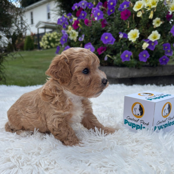 F1 Maltipoo Puppy for Sale