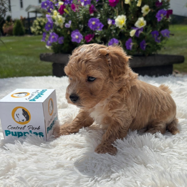 F1 Maltipoo Puppy for Sale
