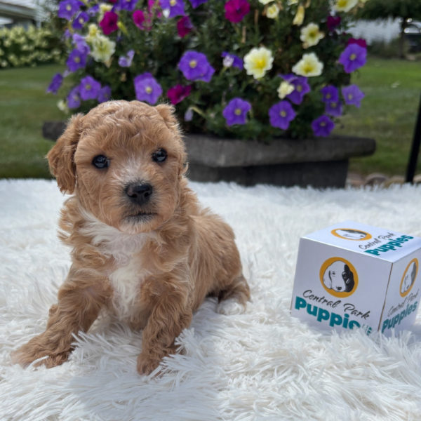 F1 Maltipoo Puppy for Sale