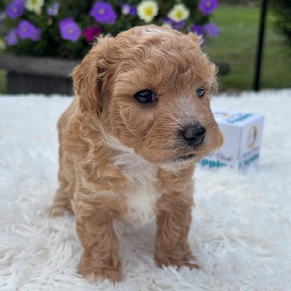 F1 Maltipoo Puppy for Sale