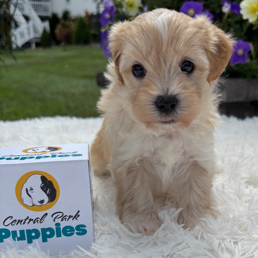 F1 Maltipoo Puppy for Sale in NYC
