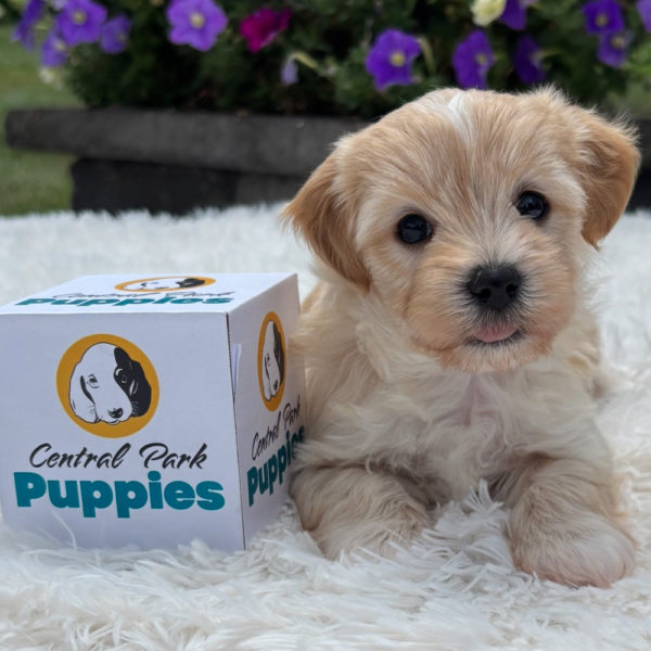 F1 Maltipoo Puppy for Sale