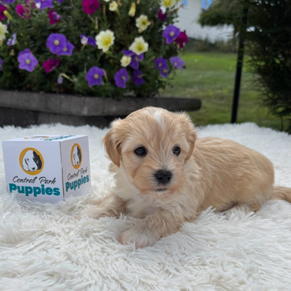 F1 Maltipoo Puppy for Sale
