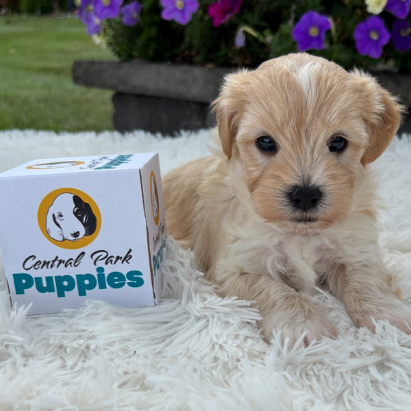 F1 Maltipoo Puppy for Sale