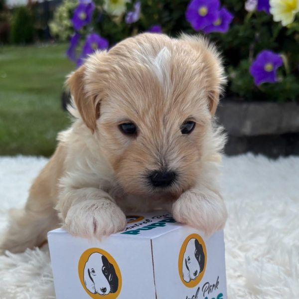 F1 Maltipoo Puppy for Sale