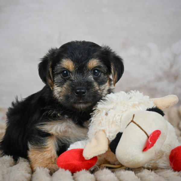 Rottweiler Puppy for Sale