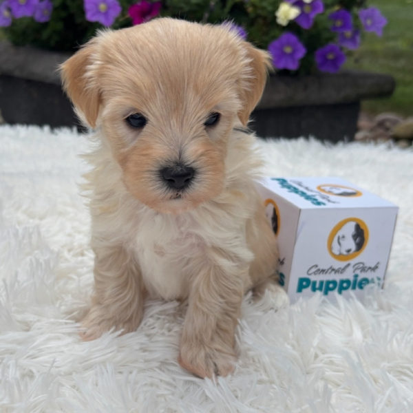 F1 Maltipoo Puppy for Sale