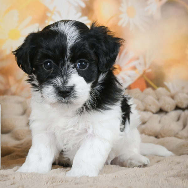 F1 Maltipoo Puppy for Sale