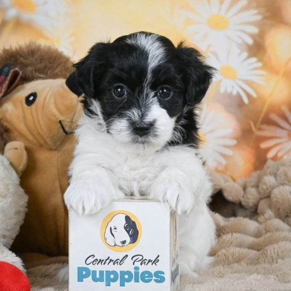 F1 Maltipoo Puppy for Sale