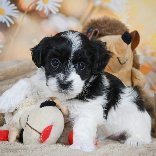 F1 Maltipoo Puppy for Sale