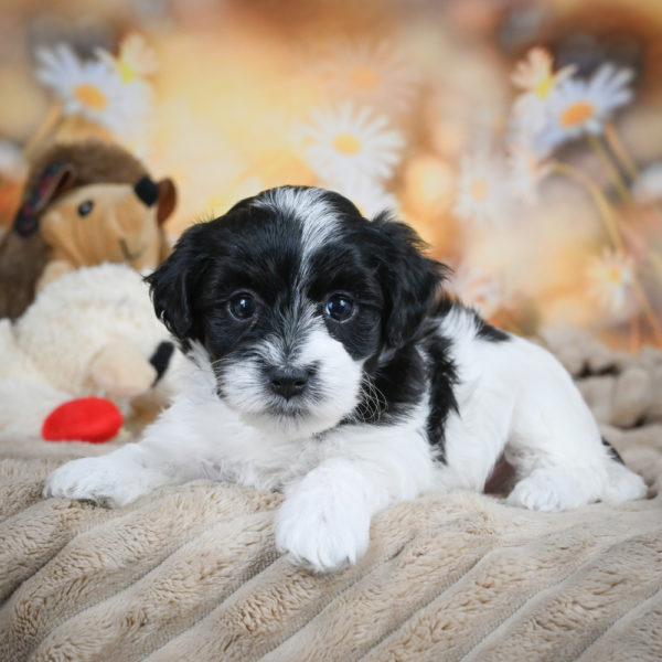 F1 Maltipoo Puppy for Sale