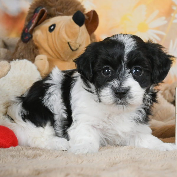 F1 Maltipoo Puppy for Sale