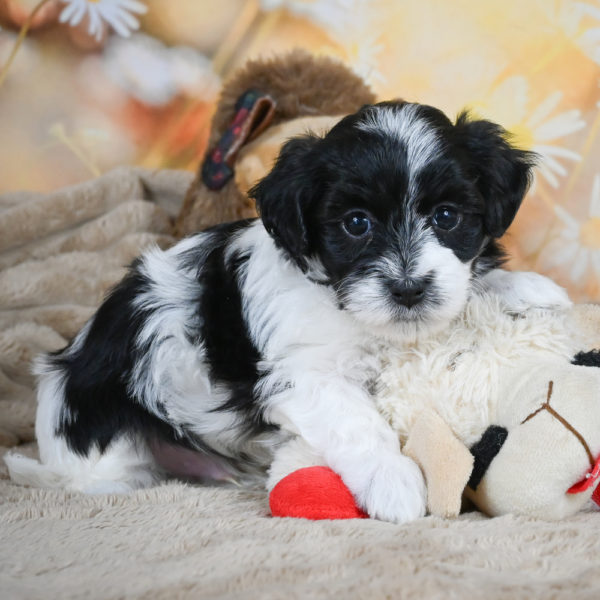 F1 Maltipoo Puppy for Sale