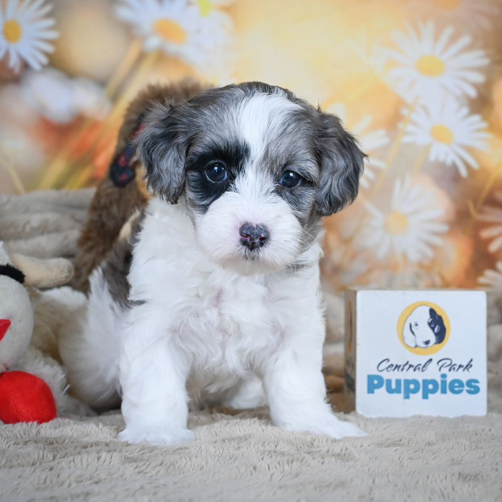 F1 Maltipoo Puppy for Sale in NYC