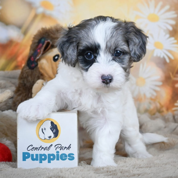 F1 Maltipoo Puppy for Sale