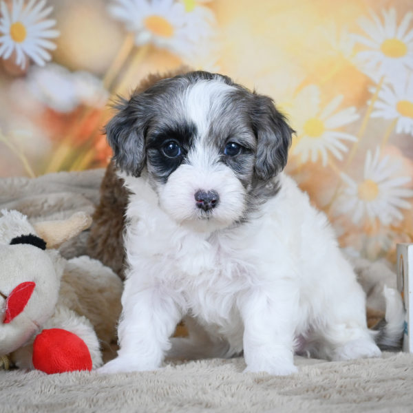 F1 Maltipoo Puppy for Sale