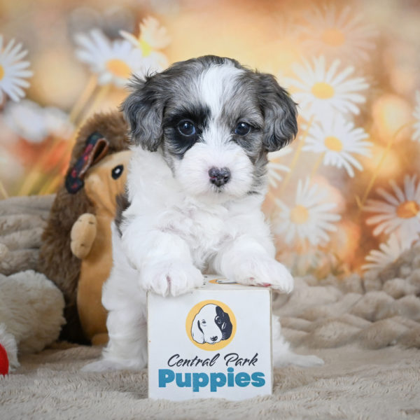 F1 Maltipoo Puppy for Sale