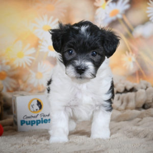 F1 Maltipoo Puppy for Sale