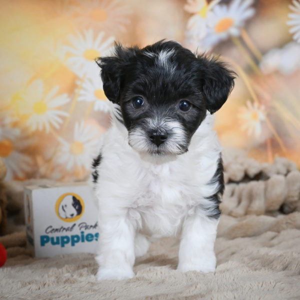 F1 Maltipoo Puppy for Sale