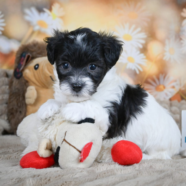 F1 Maltipoo Puppy for Sale