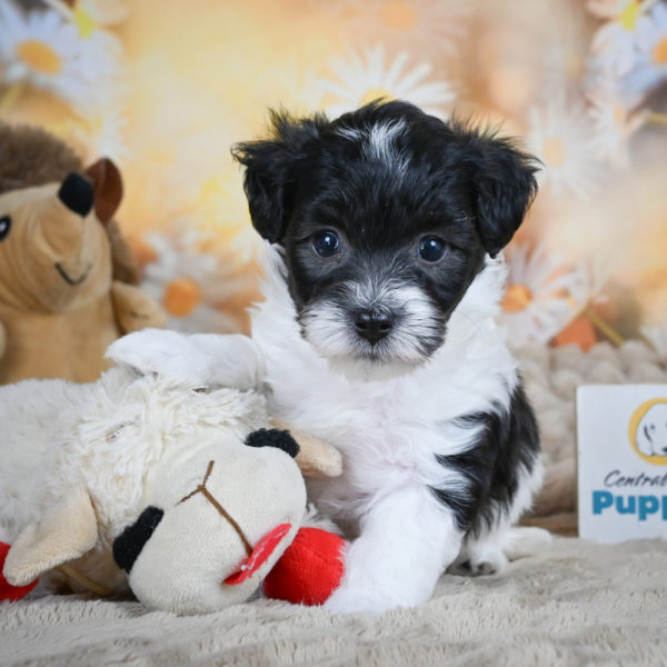 F1 Maltipoo Puppy for Sale