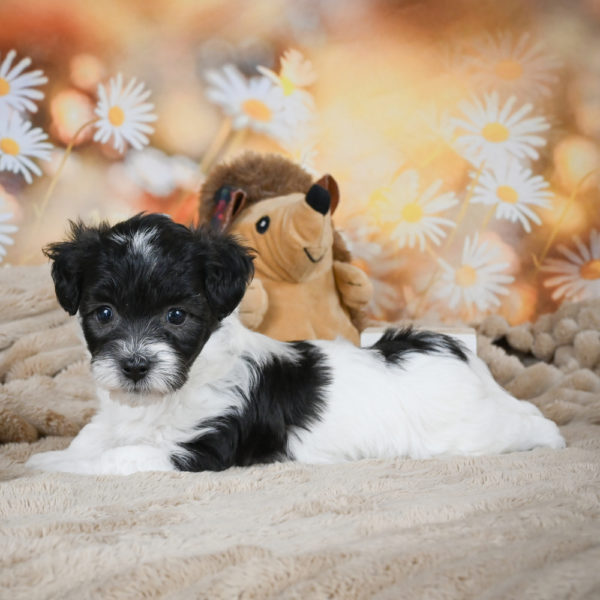 F1 Maltipoo Puppy for Sale