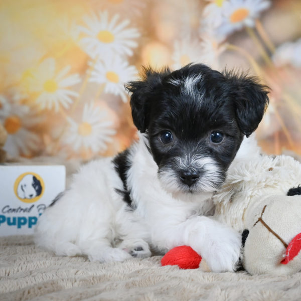 F1 Maltipoo Puppy for Sale