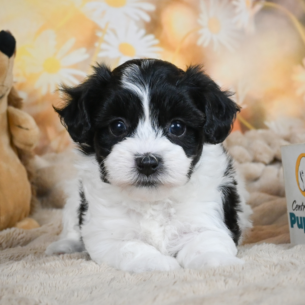 F1 Maltipoo Puppy for Sale in NYC
