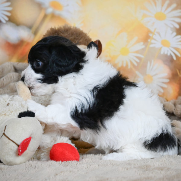F1 Maltipoo Puppy for Sale