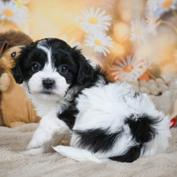 F1 Maltipoo Puppy for Sale