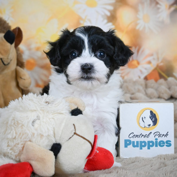 F1 Maltipoo Puppy for Sale