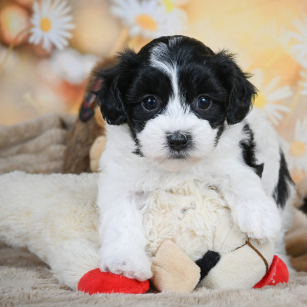 F1 Maltipoo Puppy for Sale