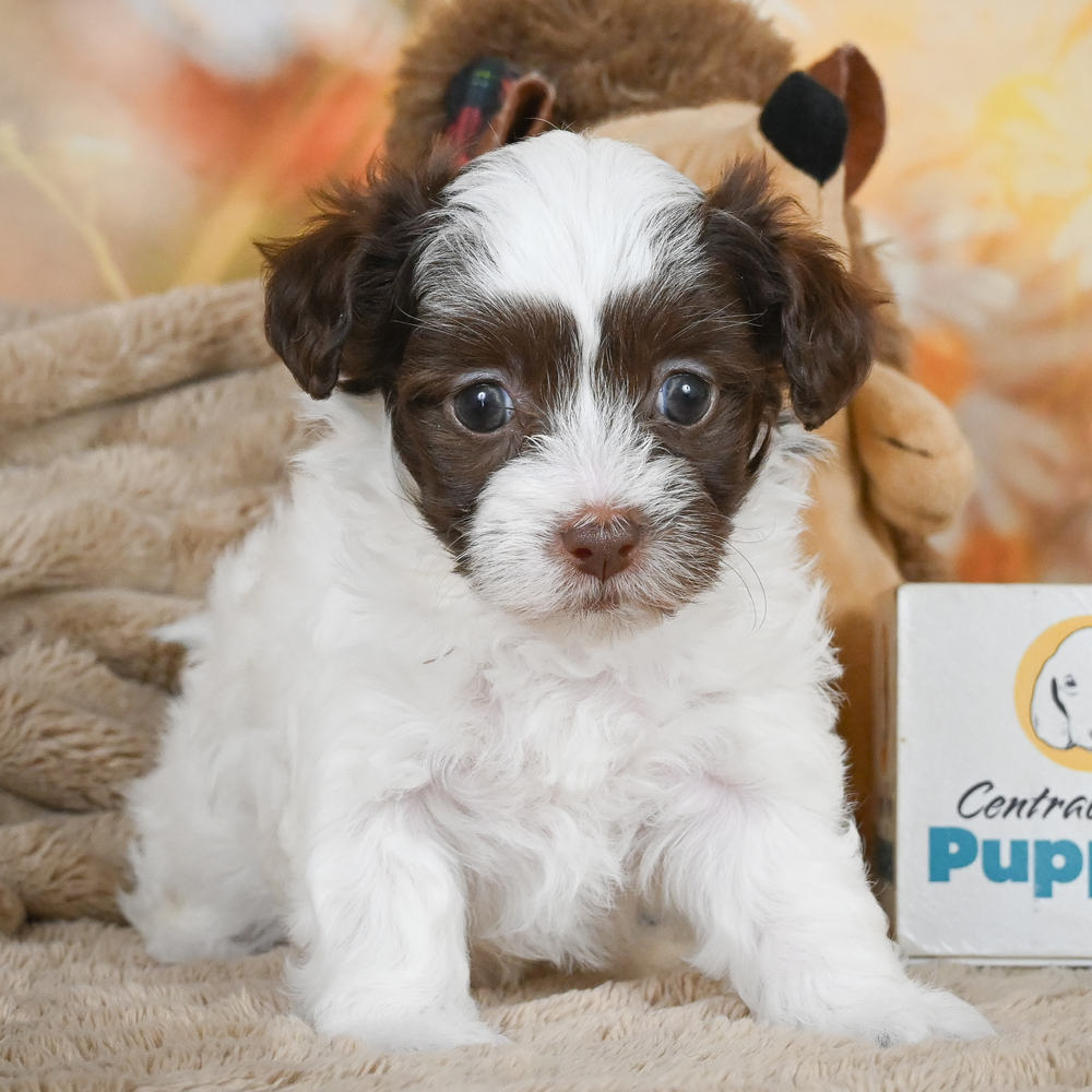 F1 Maltipoo Puppy for Sale in NYC