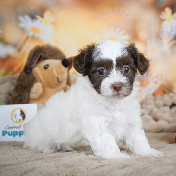 F1 Maltipoo Puppy for Sale