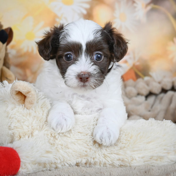 F1 Maltipoo Puppy for Sale