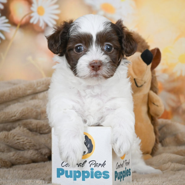 F1 Maltipoo Puppy for Sale