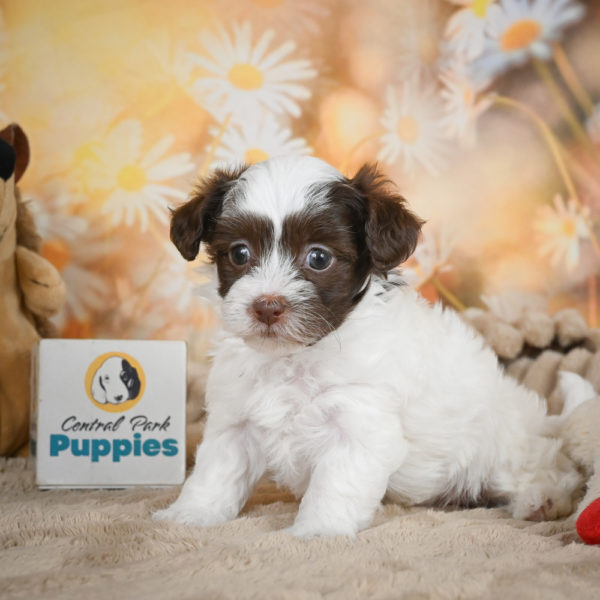 F1 Maltipoo Puppy for Sale